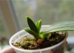 Выращиваем орхидею из детки
